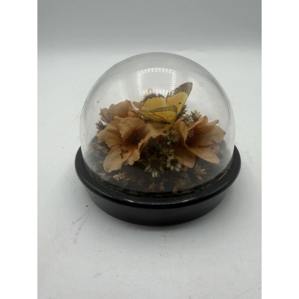 Vintage Naturals Inc Butterfly Dome Paperweight Dried Flowers Display